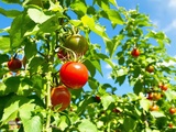 Taille des gourmands en juillet : bon ou mauvais pour vos pieds de tomates
