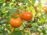 Technique de la « taille en tige unique » pour booster vos tomates au potager