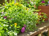 Top 10 des herbes aromatiques à cultiver pour vos recettes d’été