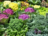 Voici les 5 choux les plus spectaculaires à planter cet été (et faciles à réussir)