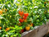 Voici les associations de plantes que j’utilise pour booster mes tomates (et ça marche)