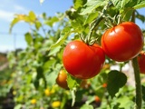 Vos tomates ne rougissent pas ? Ce geste oublié déclenche enfin leur maturation