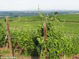 Virée dans les vignes : Écotourisme en Alsace
