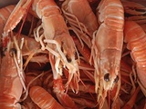 Langoustines au court-bouillon