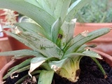 Comment bouturer un ananas ? + Recettes