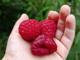 Framboises : 1ère (mini!) récolte et recettes