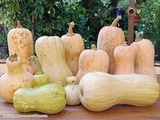 Glanage des courges Butternut et recettes