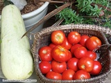 Légumes du potager