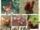 Pourquoi adopter des poules