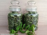 Verveine citronnelle