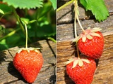 Confiture de fraises à la vanille
