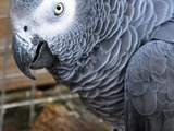 Parrot World, un morceau d'Amazonie aux portes de Paris