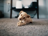 5 Things You Can Anticipate From a Carpet Cleaning Services