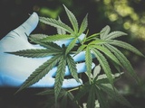 Importance of Acquiring Marijuana From Reputable Vendors