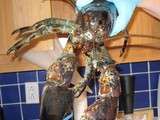 Lobster rolls comme dans le Maine (sandwich de homard)