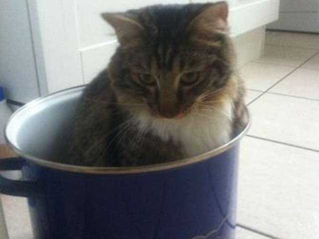 Recettes De Civet De Chat