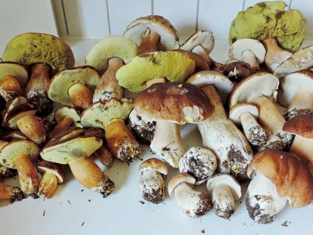 Bolet Recette : Recettes De Bolets