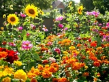 5 fleurs à semer en juin pour un jardin éclatant jusqu’en automne (vos voisins jalouseront)