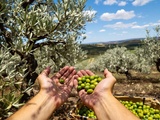 Cette huile d’olive crétoise est un trésor (vous n’en reviendrez pas)