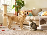 Chats ou chiens ? Voici les 5 signes astro animaux les plus passionnés (tu vas être surpris)