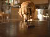 Donner du chocolat à son chien : l’erreur mortelle que vous faites peut-être