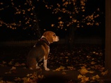 « Mon chien aboie la nuit : le comportement d’automne qui inquiète tant »