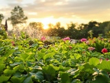 Pourquoi arroser vos plantes la nuit pourrait nuire à leur santé