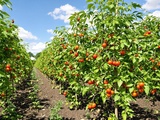 Pourquoi ma méthode de juillet double le rendement de mes tomates