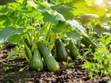 Secret des jardiniers : comment obtenir une récolte abondante de courgettes