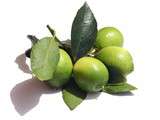 Citron vert / lime (Utilisation du … )