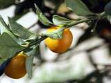 Pruneaux - kumquats au Porto
