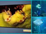 Comprendre et Rêver en Famille du 08/02 au 15/05/2015 - Aquarium de Paris