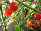 Tomates du jardin