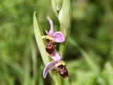 Orchidée sauvage, l'Ophrys Bourdon