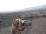 Petite ballade en dromadaire dans le parc de Timanfaya à Lanzarote