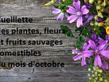 Cueillette des plantes, fleurs et fruits sauvages comestibles du mois d’octobre