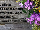 Cueillette des plantes, fleurs et fruits sauvages comestibles du mois de décembre