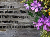 Cueillette des plantes, fleurs et fruits sauvages comestibles du mois de septembre