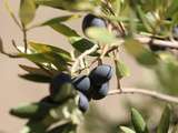 Olives noires au four, un délice