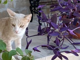 Chypre : pourquoi l’île abrite autant de chats
