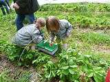 Cueillette des fraises  100% bio  dans le Cotentin