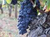 7 régions du Pinot Noir à connaître
