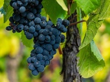 Cépage Bourgogne rouge : le seul et unique Pinot Noir