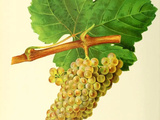 Cépage Chenin : 6 choses à savoir sur ces vins
