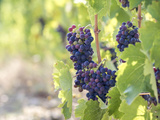 Cépage Syrah : le guide complet
