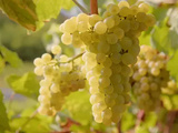 Cépages blancs en Bourgogne à connaître