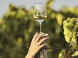 Cépages bourgogne blancs : les 3 cépages à connaitre