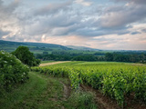 Étapes essentielles pour l’entretien des vignes : guide complet du vigneron