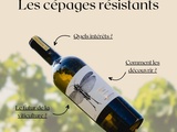 🍇 Les cépages résistants : le futur du vin