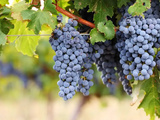 Nebbiolo : 7 choses à savoir sur ce cépage